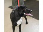 Adopt Bonnie a Black Labrador Retriever / Mixed dog in Cleveland, GA (39172837)