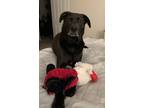 Adopt Brady a Black Labrador Retriever / Shepherd (Unknown Type) / Mixed dog in