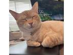 Adopt Caramel Kuwait a Tan or Fawn Tabby Domestic Shorthair / Mixed cat in