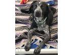 Adopt Nima a Bluetick Coonhound / Mixed dog in Greeneville, TN (39172775)