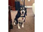 Adopt Owen a Tricolor (Tan/Brown & Black & White) Beagle / Mixed dog in Houston
