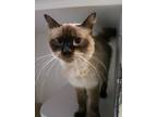 Adopt Strawberry Milkshake a Domestic Mediumhair / Mixed (short coat) cat in