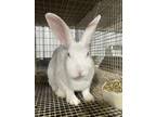 Adopt 96 a New Zealand / Mixed (short coat) rabbit in Defiance, OH (39113745)