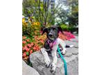 Adopt Mara a Brindle - with White Shepherd (Unknown Type) / Collie / Mixed dog