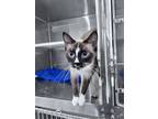 Adopt T-Swift a Siamese / Mixed (short coat) cat in Washburn, MO (39147744)