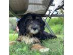 Adopt Kiwi a Black Bernese Mountain Dog / Poodle (Miniature) / Mixed dog in