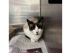 Adopt Spunky a White Snowshoe / Mixed cat in Sedalia, MO (39146301)