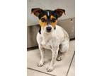 Adopt Peppah a Tricolor (Tan/Brown & Black & White) Rat Terrier / Mixed dog in