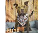 Adopt Karma a American Staffordshire Terrier / Mixed dog in Pierceton