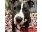 Adopt Maggie (5) a Gray/Silver/Salt & Pepper - with White Pit Bull Terrier /