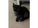 Adopt Echo a Black (Mostly) Domestic Shorthair / Mixed (short coat) cat in