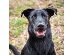 Adopt Ace a Black Shepherd (Unknown Type) / Labrador Retriever / Mixed dog in