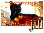 Adopt Jill a All Black Bombay / Mixed (short coat) cat in DFW Metroplex
