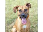 Adopt Bush a Tan/Yellow/Fawn Boxer / Mixed dog in Abilene, TX (39169263)