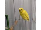 Adopt Tweetie a Parakeet - Other bird in Watertown, NY (39159286)