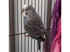 Adopt Twitter a Parakeet - Other bird in Watertown, NY (39159285)
