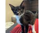 Adopt Nigiri a All Black Domestic Shorthair / Mixed cat in Stephenville