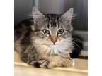 Adopt Candy a Domestic Mediumhair / Mixed cat in Salmon Arm, BC (39171622)