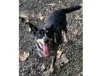 Adopt Mable a Black - with Tan, Yellow or Fawn Rat Terrier / Mixed dog in