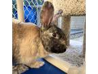 Adopt Pekoe *bonded To Chamomile* a Dwarf / Mixed rabbit in Victoria