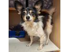 Adopt Salted Butterscotch a White - with Tan, Yellow or Fawn Papillon / Mixed