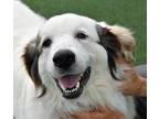 Adopt Loki a White Great Pyrenees / Mixed dog in Cleveland, OH (39155287)