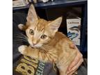 Adopt Shulk a Tan or Fawn Tabby Siamese / Mixed cat in Bountiful, UT (39172473)