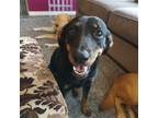 Adopt Fern a Rottweiler / Mixed dog in Salt Lake City, UT (39159232)