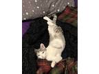 Adopt Peta a Gray, Blue or Silver Tabby Domestic Shorthair (short coat) cat in
