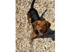 Adopt Mikey a Black - with Tan, Yellow or Fawn Beagle / Mixed dog in