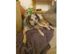 Adopt Miss Tess a Gray/Blue/Silver/Salt & Pepper Beagle / Australian Cattle Dog