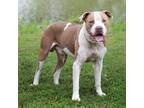 Adopt Kratos a White - with Tan, Yellow or Fawn Pit Bull Terrier / Mastiff /