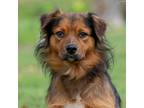 Adopt Tobias a Black Chow Chow / Pomeranian / Mixed dog in Madisonville