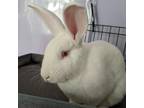 Adopt Robin Rabbit a American / Mixed rabbit in Gainesville, FL (39172225)