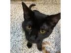 Adopt Harlow a Domestic Shorthair / Mixed cat in Fresno, CA (39158244)