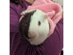 Adopt Onion a Guinea Pig small animal in Oceanside, CA (39135700)