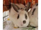 Adopt Jellybean a American / Mixed rabbit in San Diego, CA (39086332)
