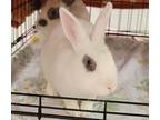 Adopt Peep a American / Mixed rabbit in San Diego, CA (39086331)