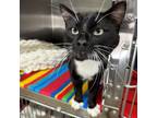Adopt Rudy a All Black Domestic Shorthair / Mixed cat in Moose Jaw