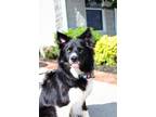 Adopt Tundra a Border Collie / Mixed dog in Indiana, PA (39083536)