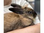 Adopt Leo a Lionhead / Mixed rabbit in Versailles, KY (39090749)