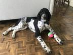 Adopt Guppy a White - with Black Standard Poodle / Mixed dog in Toronto