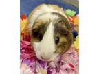 Adopt Maddie a Guinea Pig small animal in Novato, CA (39156404)