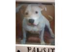 Adopt Jasmin a White - with Brown or Chocolate American Pit Bull Terrier /