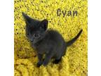 Adopt Cyan a Russian Blue / Mixed (short coat) cat in New Orleans, LA (39093573)