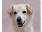 Adopt Nina a Retriever (Unknown Type) / Jindo / Mixed dog in San Ramon