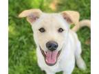 Adopt Peony a Jindo / Retriever (Unknown Type) / Mixed dog in San Ramon