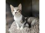 Adopt Eli a Tan or Fawn Tabby Domestic Shorthair (short coat) cat in Orange