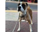 Adopt Patient Palmer a Tan/Yellow/Fawn Boxer / Terrier (Unknown Type