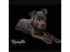 Adopt Rumble a Black Boxer / Terrier (Unknown Type, Small) / Mixed dog in